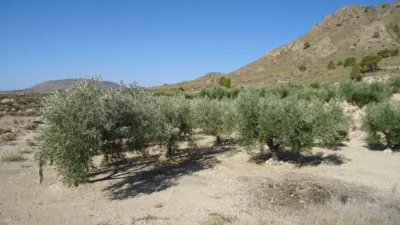 Rustic Finca in Abanilla photo 5