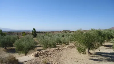 Rustic Finca in Abanilla photo 6