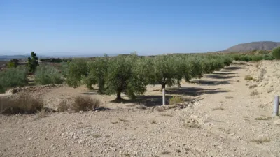 Rustic Finca in Abanilla photo 7