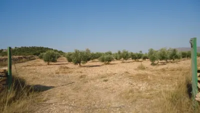 Rustic farm in Yecla photo 14