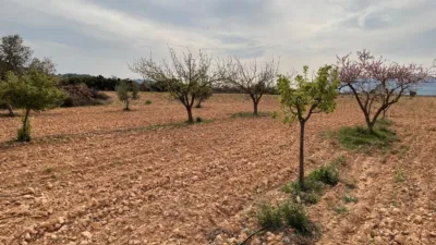 Rustic farm in Yecla photo 5
