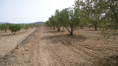 Rustic farm in Jumilla photo 12