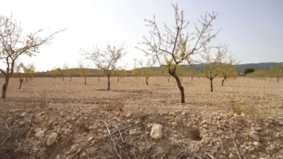 Rustic farm in Jumilla photo 15