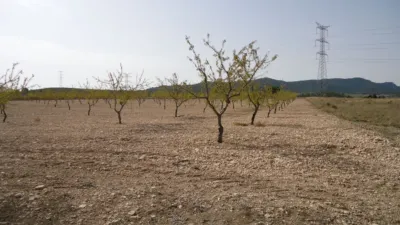 Rustic farm in Jumilla photo 17