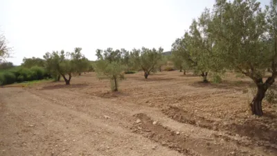 Rustic farm in Jumilla photo 18