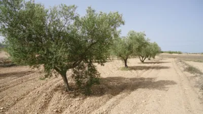 Rustic farm in Jumilla photo 2