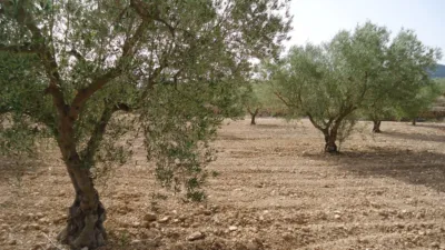 Rustic farm in Jumilla photo 8