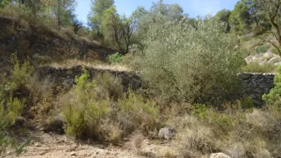 Rustic Finca in Abanilla photo 10