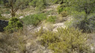 Rustic Finca in Abanilla photo 11
