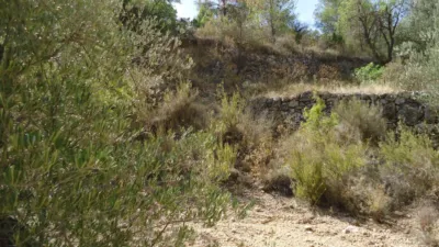 Rustic Finca in Abanilla photo 12