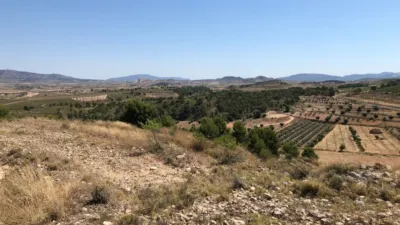 Rustic Finca in Jumilla photo 4