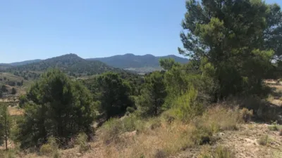 Rustic Finca in Jumilla photo 4