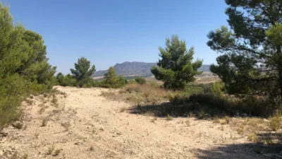 Rustic Finca in Jumilla photo 6