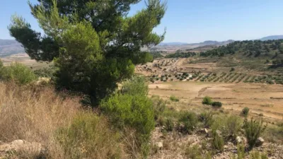 Rustic Finca in Jumilla photo 7