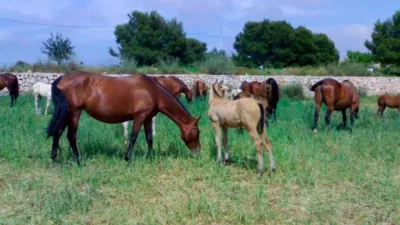 Rustic Finca in Zona Nord photo 26