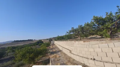 Rustic finca in Orihuela Pedanías photo 7