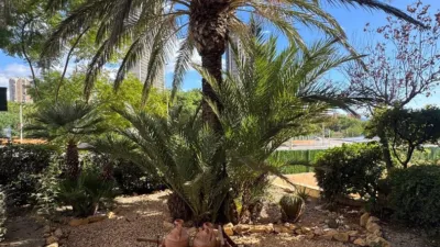 Apartment in Platja de Ponent photo 30