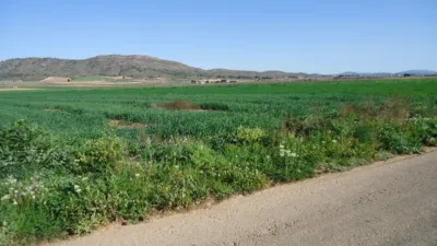 Rustic farm in Yecla photo 2
