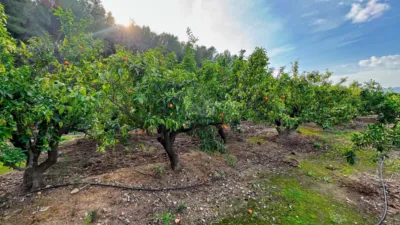 Rustic Finca in Pego photo 19
