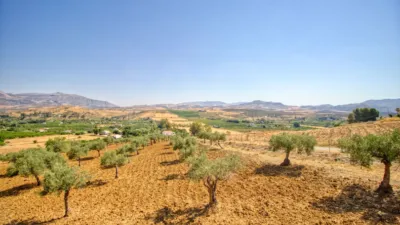 Rustic Finca in Bermejo photo 28