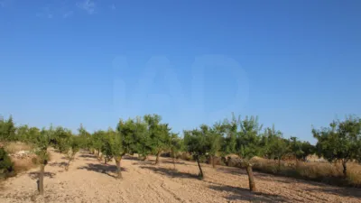 Finca rústica en Onil photo 28