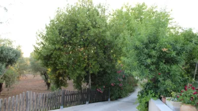 Finca rústica en Onil photo 9