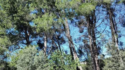 Terreno en venta en Murla - Vista 5