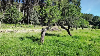 Terreno en venta en Murla - Más
