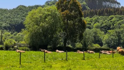 Rustic Finca in Baltar photo 22