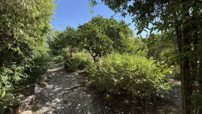 Rustic Finca in Centro photo 8