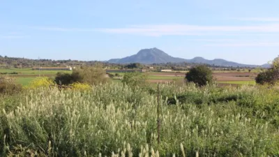Rustic finca in Felanitx photo 14