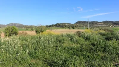 Rustic finca in Felanitx photo 3
