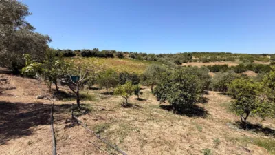 Rustic Finca in Centro photo 29
