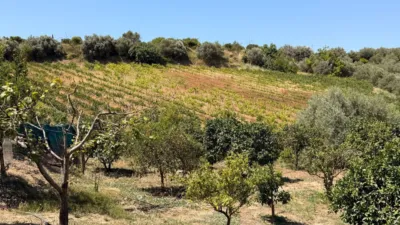 Rustic Finca in Centro photo 31