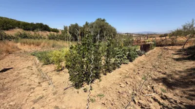 Rustic Finca in Centro photo 32