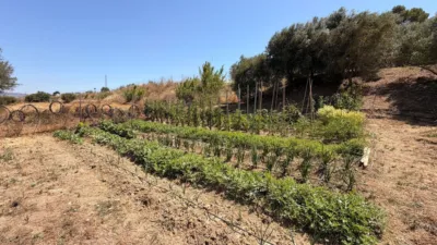 Rustic Finca in Centro photo 33