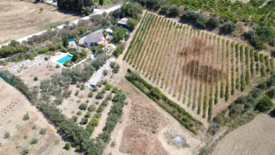 Rustic Finca in Centro photo 4
