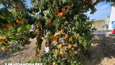 Rustic finca in Chipiona photo 22