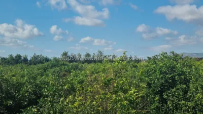 Rustic Finca in Muro photo 13