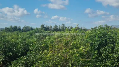 Rustic Finca in Muro photo 15