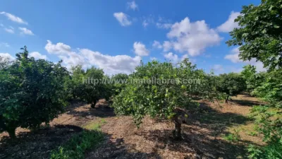 Rustic Finca in Muro photo 16