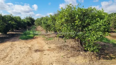 Rustic Finca in Muro photo 17