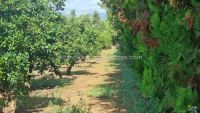 Rustic Finca in Muro photo 18