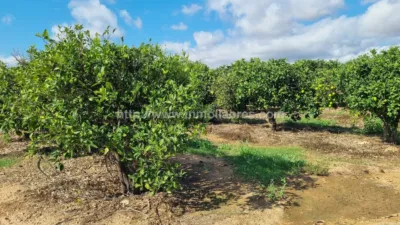Rustic Finca in Muro photo 19