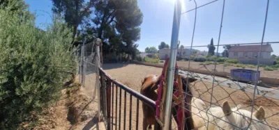 Chalet in Alhama de Murcia photo 43
