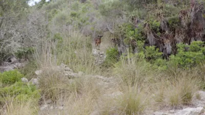 Finca rústica en venta en Artà, Artà de 1.800.000 €