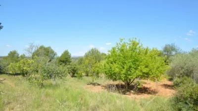 Finca rústica en venta en Zona Rural, Alcalà de Xivert (Alcalà de Xivert-Alcossebre) de 156.000 €