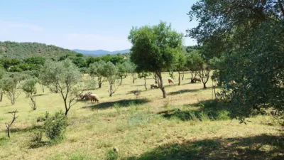 House on a 5-Hectare with Rustic House in Natural Park photo 4