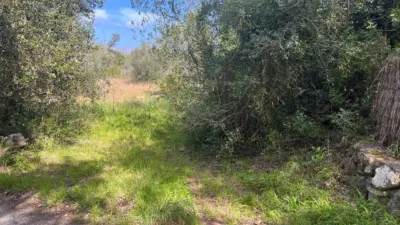 Rustic finca located between Bodegas Xaloc and El Golf in Pollença photo 2