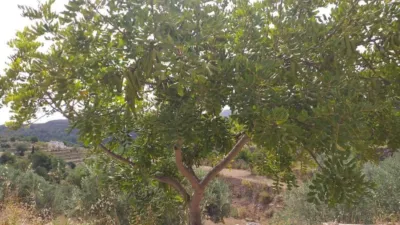 Terreno en venta en Campo - Vista 2